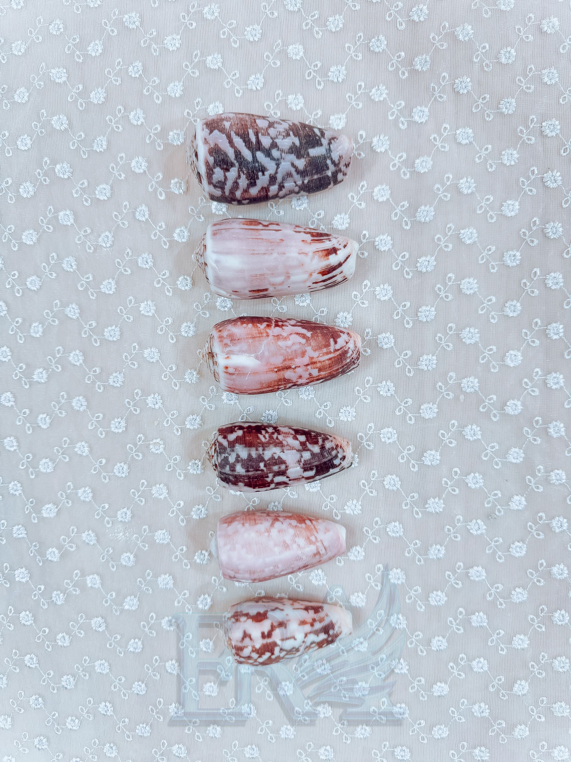 Vỏ Ốc Conus Striatus